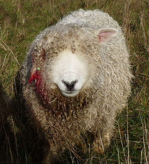 Mauled Sheep at Maulden Heath 13_01_2014550