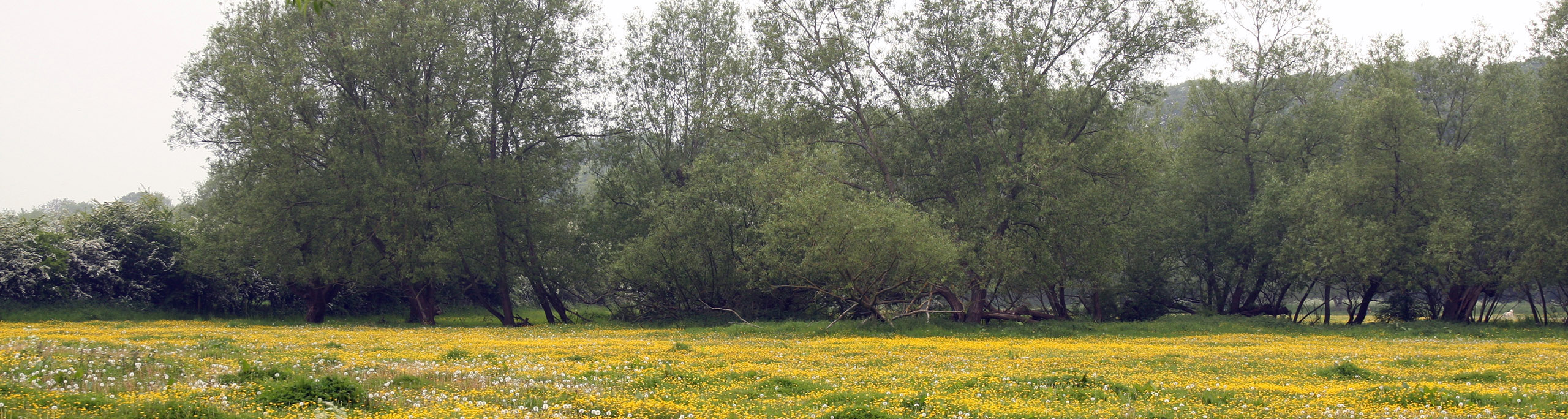 OUZEL_VALLEY_MEADOWS